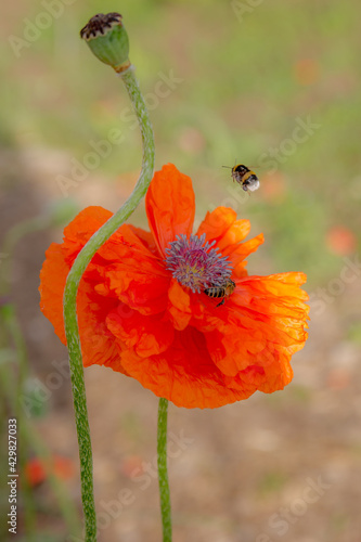 Spring flowers. Bright colors. A walk in the park. Red flowers. Beautiful poppies. photo