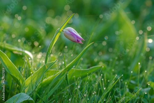 Spring flowers. Bright colors. A walk in the park. A lone tulip at dawn. The morning after the rain.
 photo