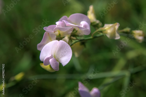 Delicate spring flowers. Bright colors. Juicy colors. Flowering. photo