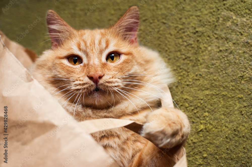 red fluffy cat lying on its back in a paper bag, top view