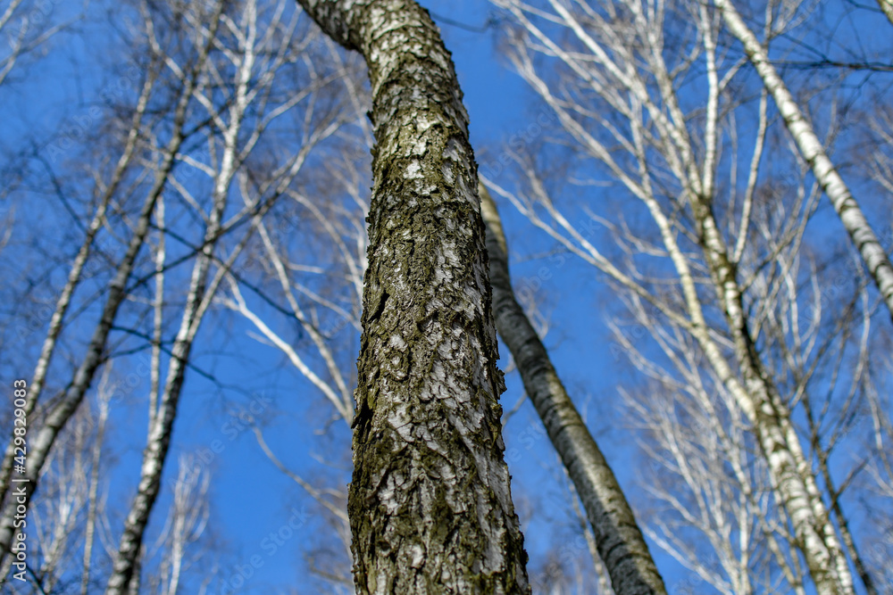Tall birch tree against blue transparent sky at spring, wide angle view from bottom. Selective focus. Tall birch tree against blue transparent sky at spring, wide angle view from bottom. Selective focus.