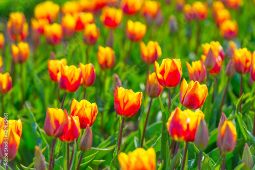 Colorful tulips in an agricultural field in sunlight below a blue cloudy sky in spring, Almere, Flevoland, The Netherlands, April 24, 2021