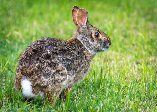 Swamp Rabbit along the Shadow Creek Ranch Nature Trail in Pearland, Texas!