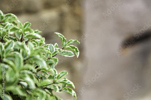 Green leaf bush