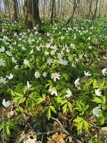 spring in the forest