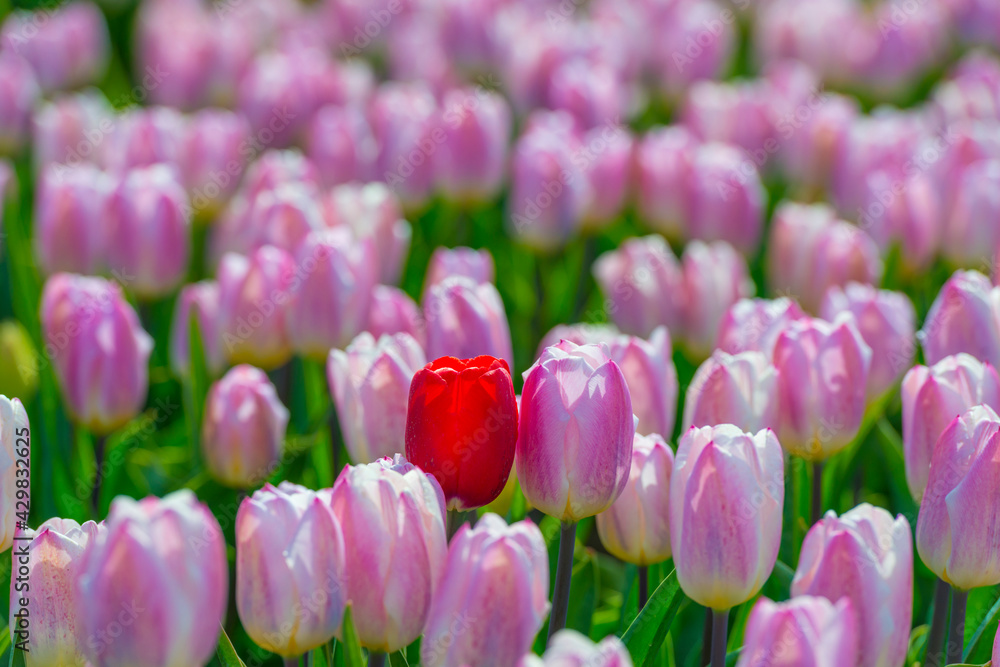 Colorful tulips in an agricultural field in sunlight below a blue cloudy sky in spring, Almere, Flevoland, The Netherlands, April 24, 2021 Colorful tulips in an agricultural field in sunlight below a blue cloudy sky in spring, Almere, Flevoland, The Netherlands, April 24, 2021