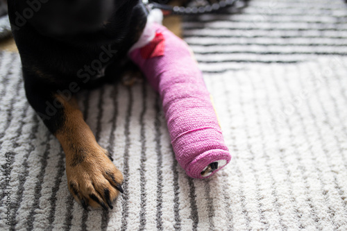 Dog with broken leg. Injured dog with leg bandage. Dog after leg surgery. 