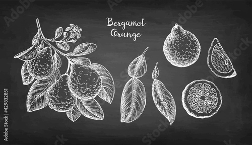 Chalk sketch of bergamot orange