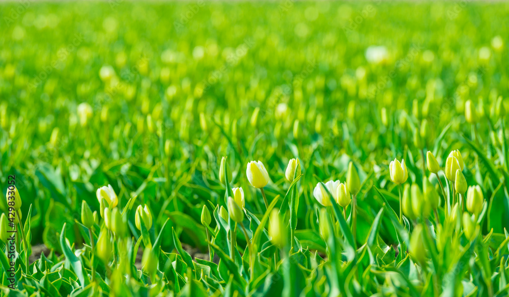 Colorful tulips in an agricultural field in sunlight below a blue cloudy sky in spring, Almere, Flevoland, The Netherlands, April 24, 2021 Colorful tulips in an agricultural field in sunlight below a blue cloudy sky in spring, Almere, Flevoland, The Netherlands, April 24, 2021