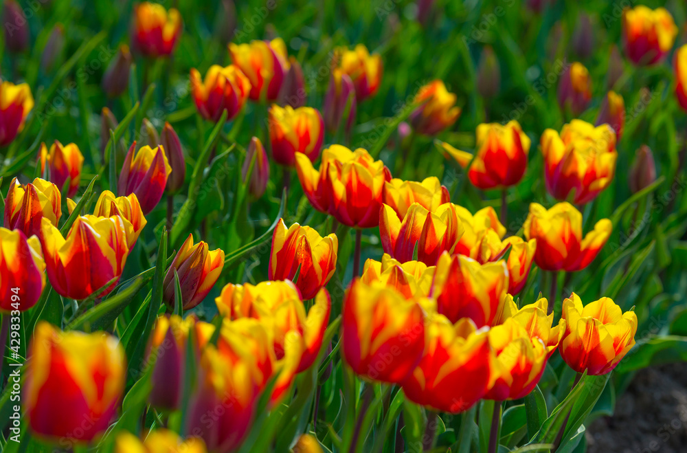 Colorful tulips in an agricultural field in sunlight below a blue cloudy sky in spring, Almere, Flevoland, The Netherlands, April 24, 2021 Colorful tulips in an agricultural field in sunlight below a blue cloudy sky in spring, Almere, Flevoland, The Netherlands, April 24, 2021