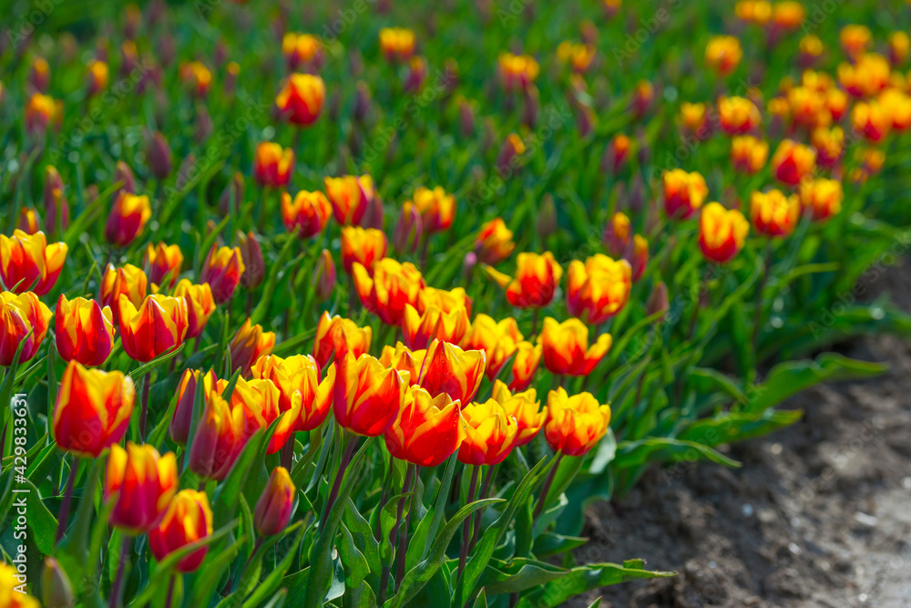 Colorful tulips in an agricultural field in sunlight below a blue cloudy sky in spring, Almere, Flevoland, The Netherlands, April 24, 2021 Colorful tulips in an agricultural field in sunlight below a blue cloudy sky in spring, Almere, Flevoland, The Netherlands, April 24, 2021