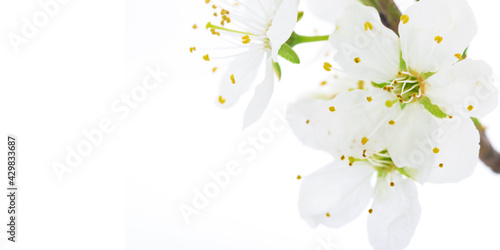 Soft focus shot of blooming apple flowers on a white background in close-up with copy space
