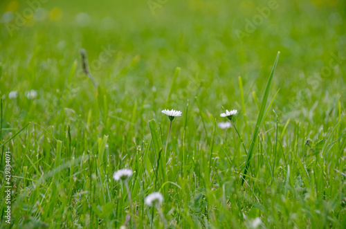 First blossoming on a field