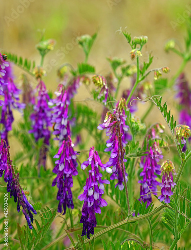 Purple bird vetch blooming on the grass in April