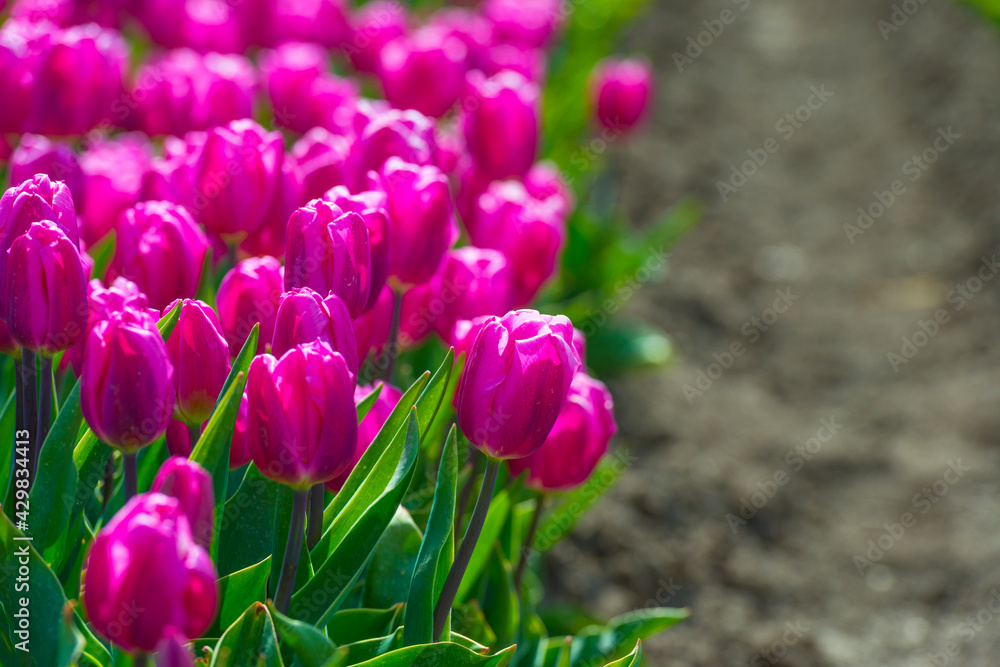 Colorful tulips in an agricultural field in sunlight below a blue cloudy sky in spring, Almere, Flevoland, The Netherlands, April 24, 2021 Colorful tulips in an agricultural field in sunlight below a blue cloudy sky in spring, Almere, Flevoland, The Netherlands, April 24, 2021