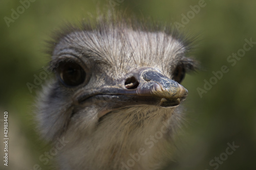 portrait of ostrich in the field