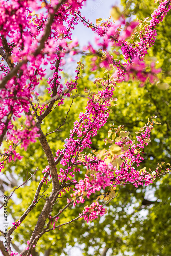 Gros plan sur un arbre de Judée (Cercis siliquastrum) en fleur au printemps Gros plan sur un arbre de Judée (Cercis siliquastrum) en fleur au printemps