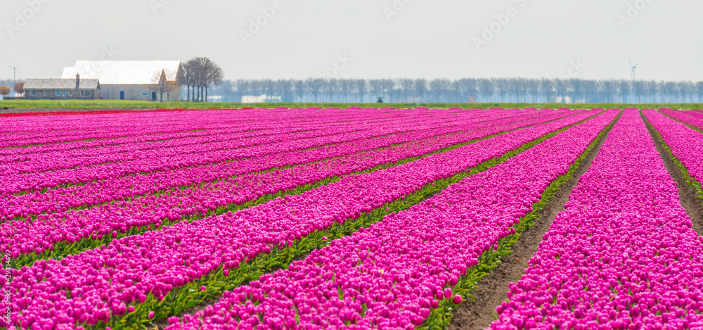 Colorful tulips in an agricultural field in sunlight below a blue cloudy sky in spring, Almere, Flevoland, The Netherlands, April 24, 2021