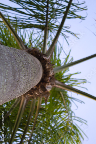 Tree with blue sky background and some clouds