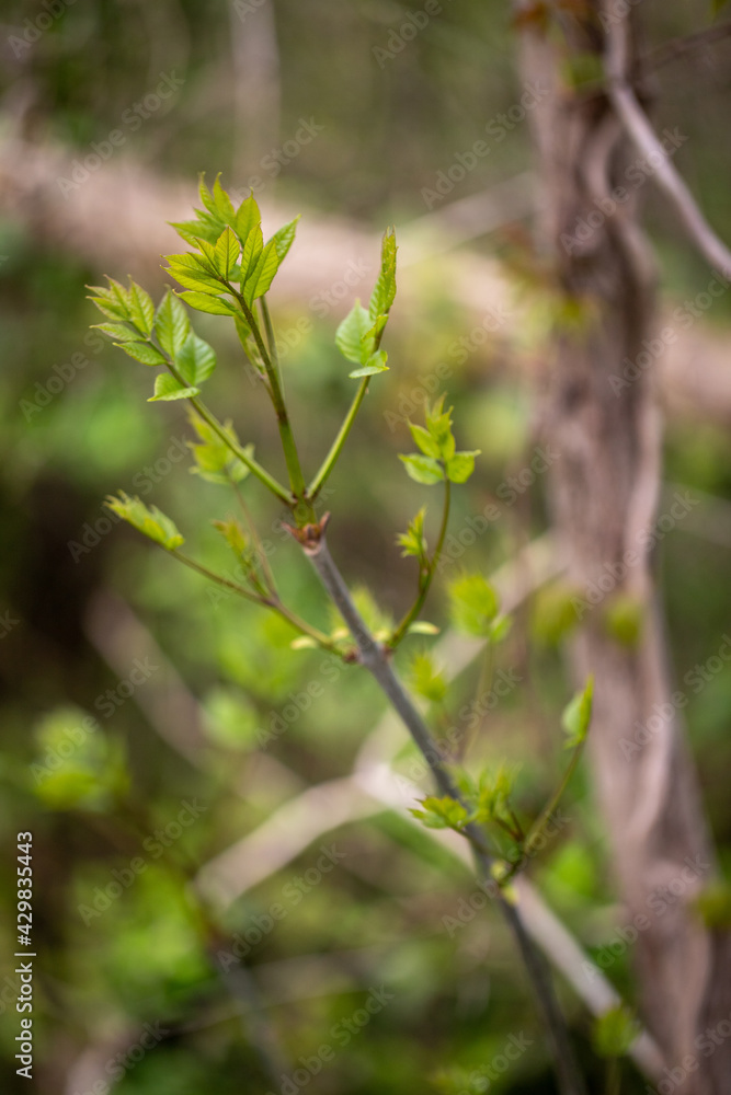 Devils walking stick plant in spring southern Maryland Calvert county USA
Devils walking stick plant in spring southern Maryland Calvert county USA