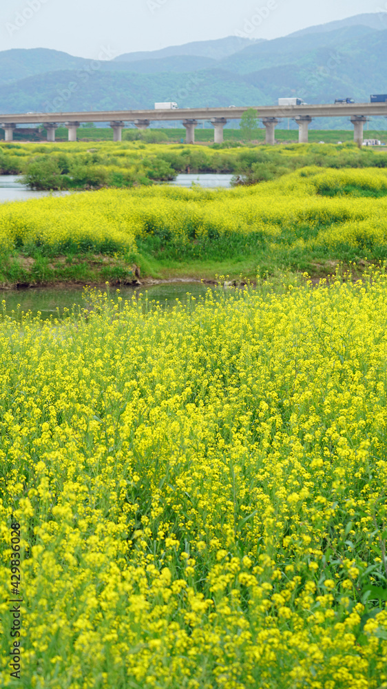 Yellow rape flowers in full bloom along the river.