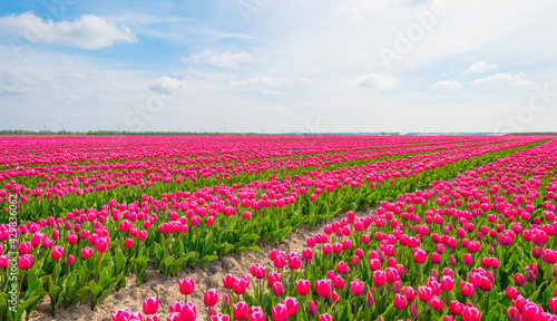 Wallpaper Mural Colorful tulips in an agricultural field in sunlight below a blue cloudy sky in spring, Almere, Flevoland, The Netherlands, April 24, 2021 Torontodigital.ca
