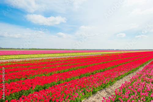 Wallpaper Mural Colorful tulips in an agricultural field in sunlight below a blue cloudy sky in spring, Almere, Flevoland, The Netherlands, April 24, 2021 Torontodigital.ca