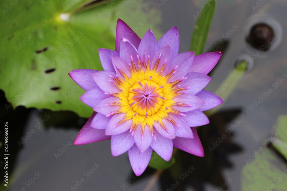 Lotus flower colorful