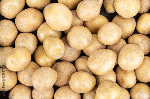 Full frame of unpeeled washed potatoes of the new crop.