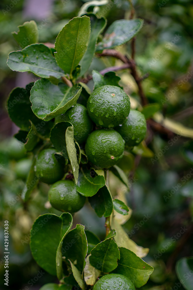 Fresh green lemon tree in the garden Fresh green lemon tree in the garden