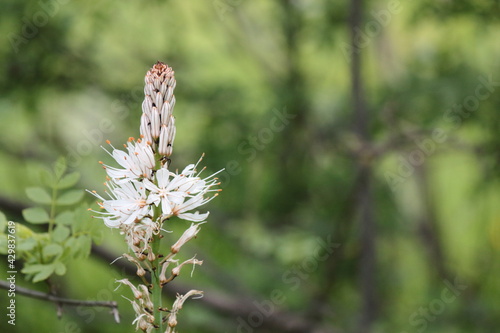 Flor Asphodel ramosus o asfódelo o gamón ramificado photo