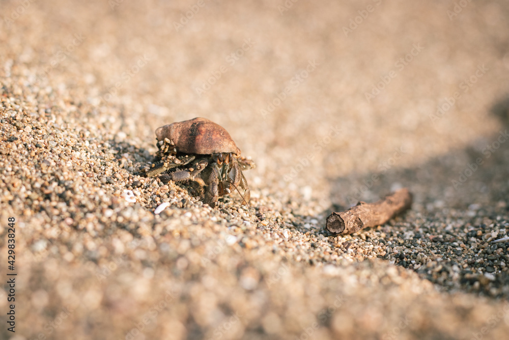 Hermit crab in the sand at the beach 