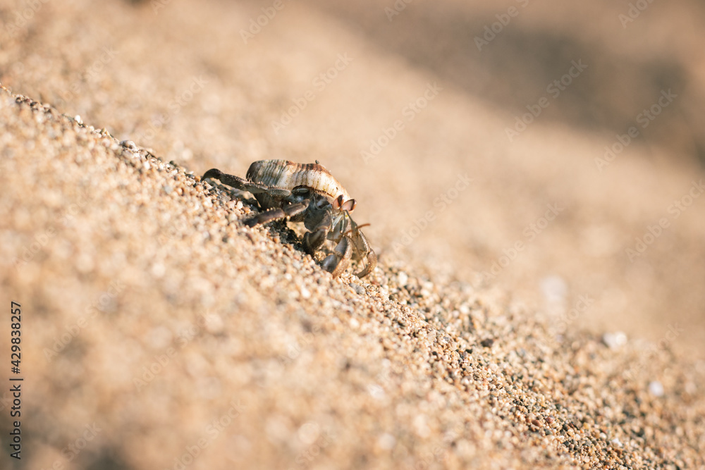 Hermit crab in the sand at the beach 