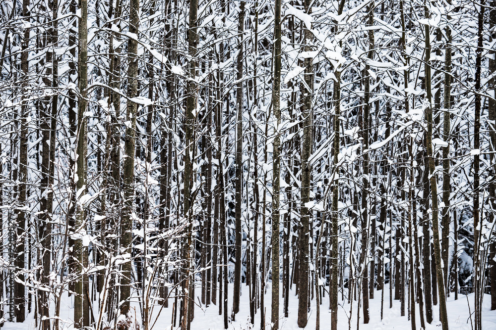Fototapeta premium Birch trees covered with snow.