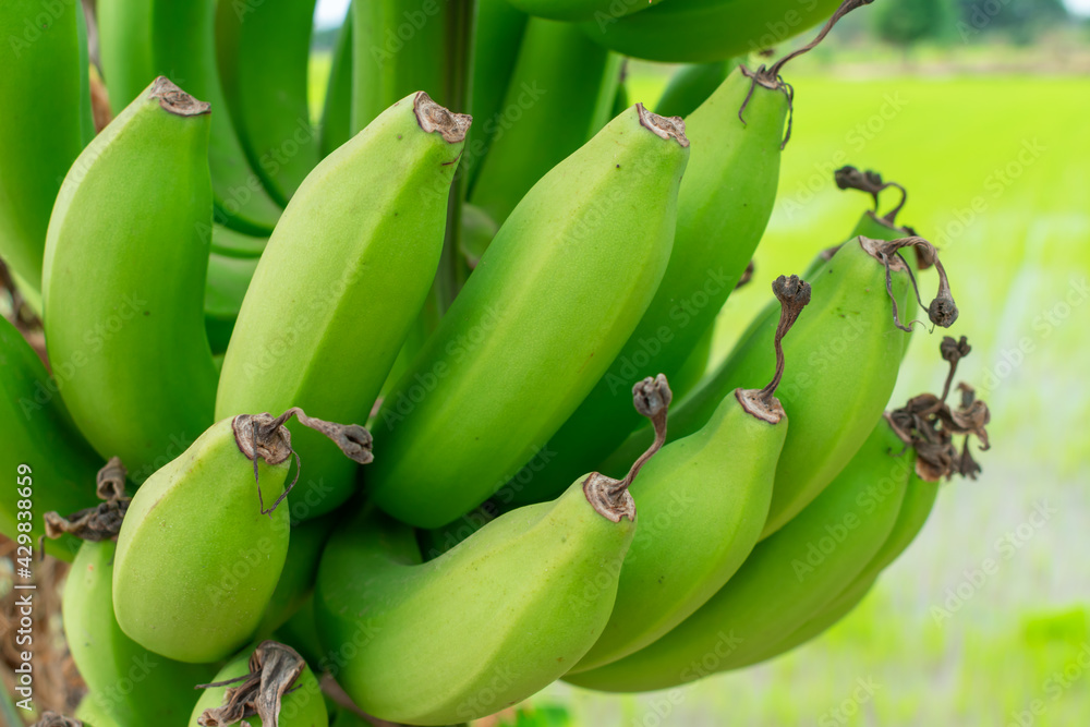 Green raw bananas.Ideas for banana production.