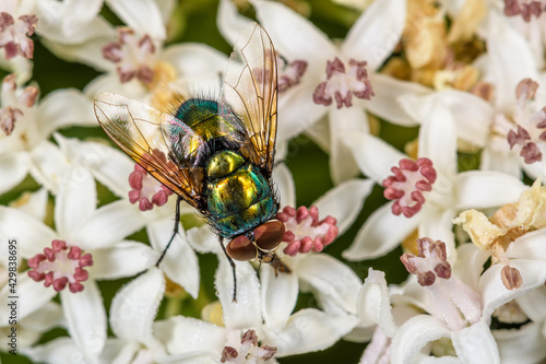 Green fly Lucilia sericata on white flowers photo