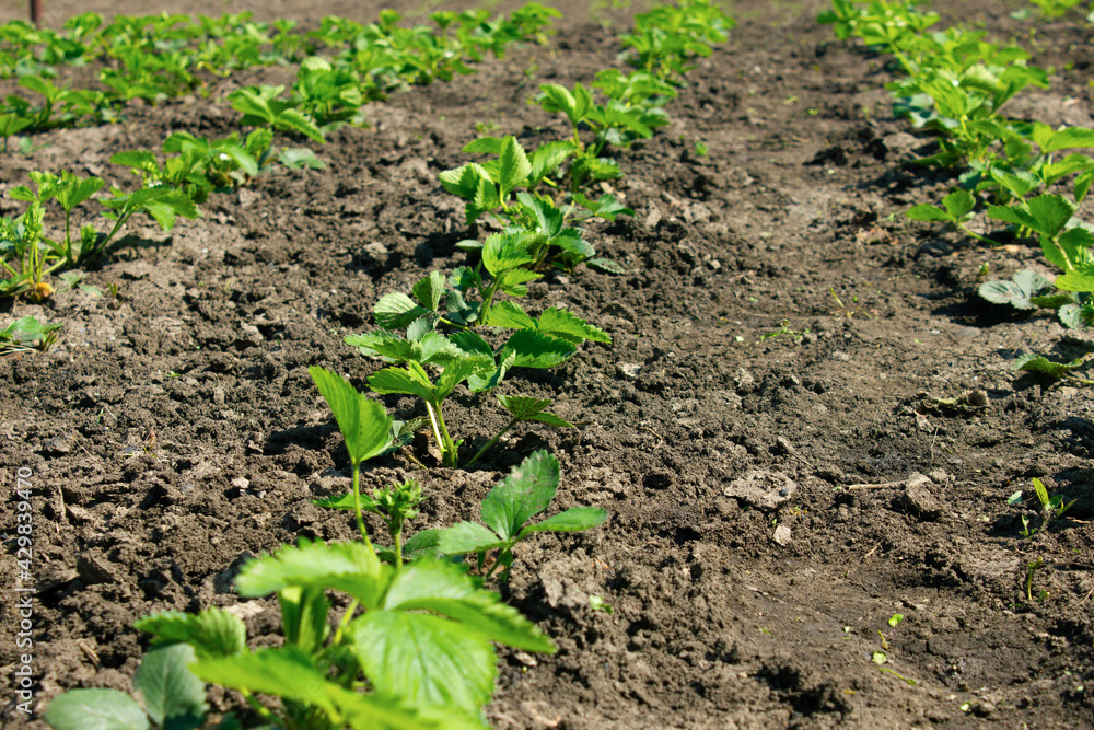 The strawberries are planted in a row. The strawberries are planted in a row.
