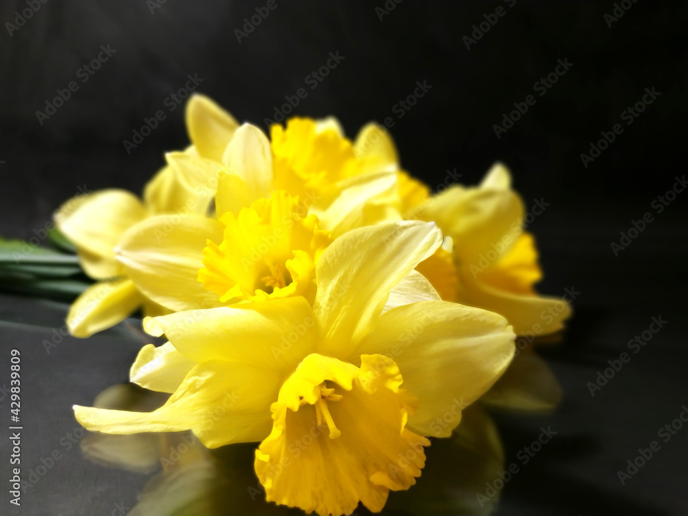 yellow daffodil on dark background yellow daffodil on dark background