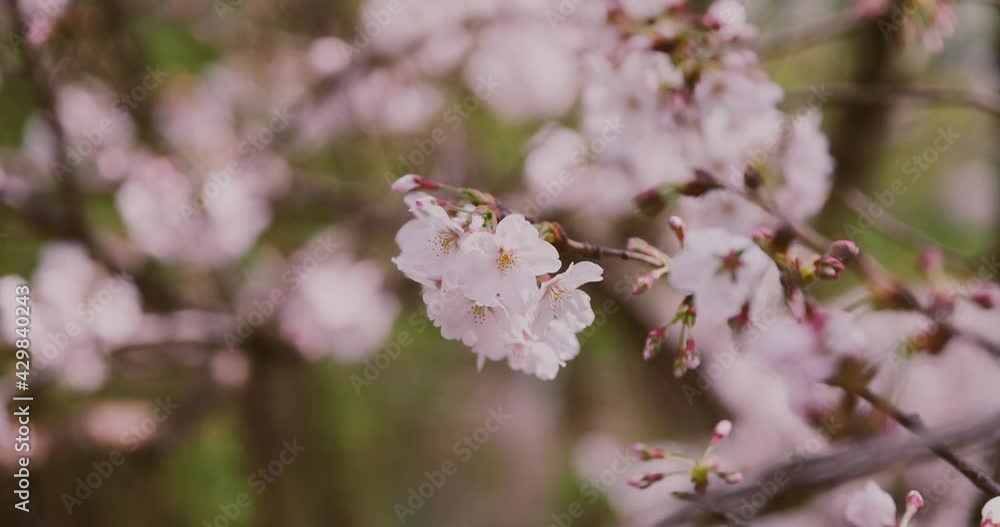A high speed of cherry blossom at the park copyspace. A high speed of cherry blossom at the park copyspace.