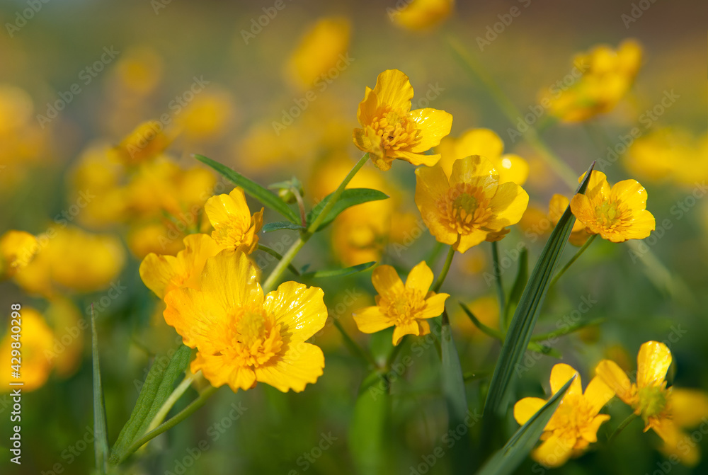 Obraz premium bright yellow sun flowers and green petals