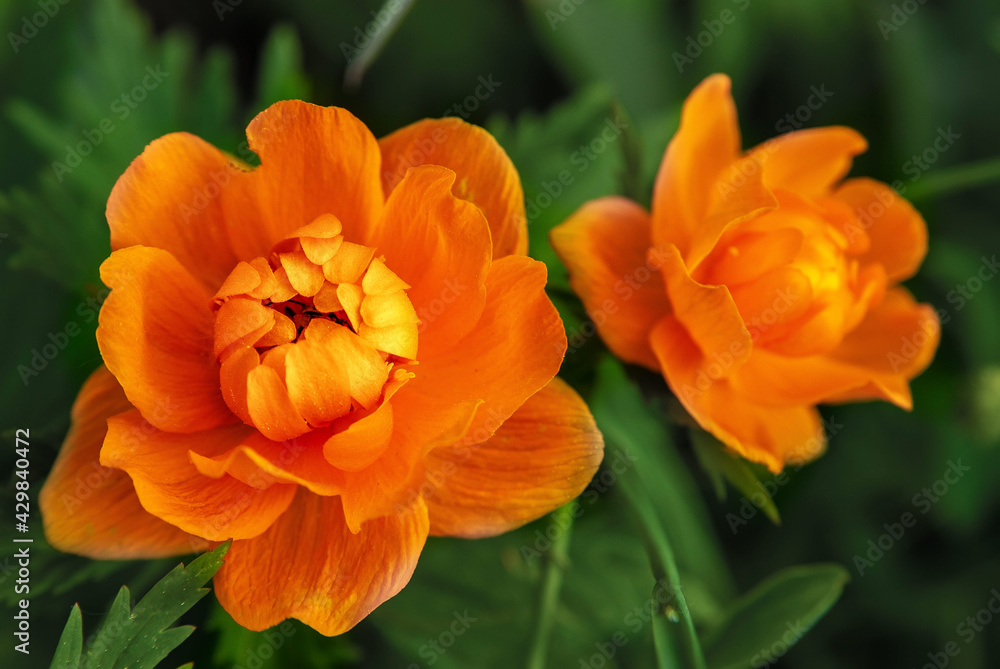 Wild plant. (Tróllius) - troll flower. Bright orange spring flowers on a background of fresh emerald grass. Beautifully blurred bokeh. unusual orange buds. flowers in summer in the garden Wild plant. (Tróllius) - troll flower. Bright orange spring flowers on a background of fresh emerald grass. Beautifully blurred bokeh. unusual orange buds. flowers in summer in the garden