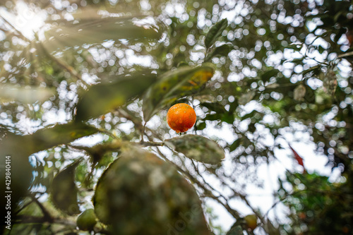 Orange Mandarin hanging on fruit tree sun light fresh water drops in Ecuador Amazon rainforest