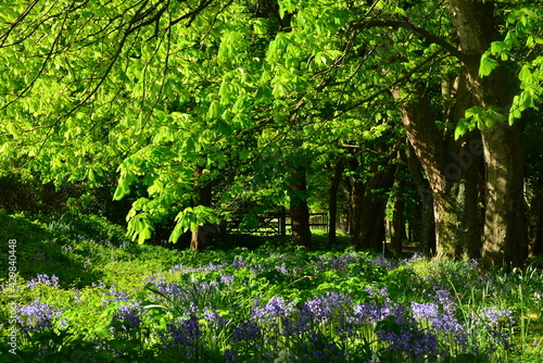 Fototapeta Naklejka Na Ścianę i Meble -  Lush meadow, Jersey, U.K. Spring flowering Bluebells and other plants.