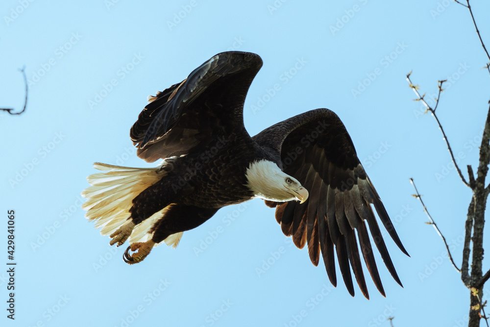 Obraz premium Bald Eagle Flying