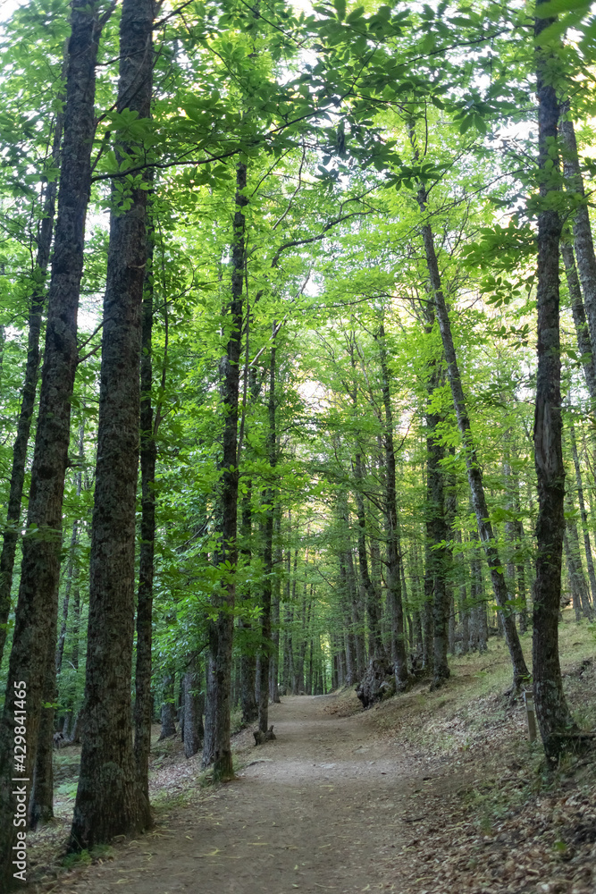 Naklejka premium Bosque de castaños en el Castañar El Tiemblo. Ávila (España)