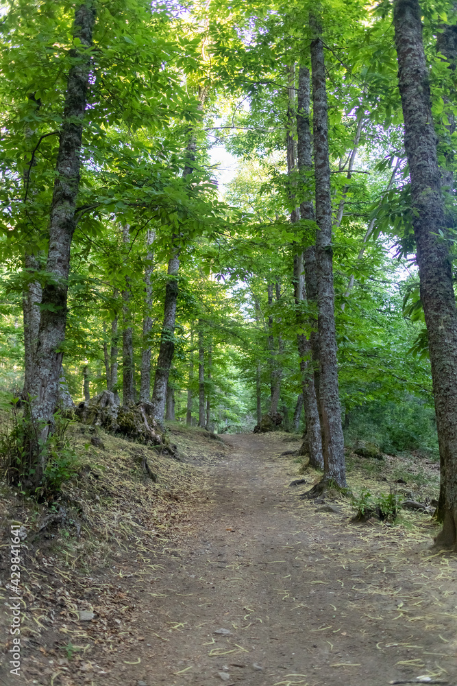 Bosque de castaños en el Castañar El Tiemblo. Ávila (España)