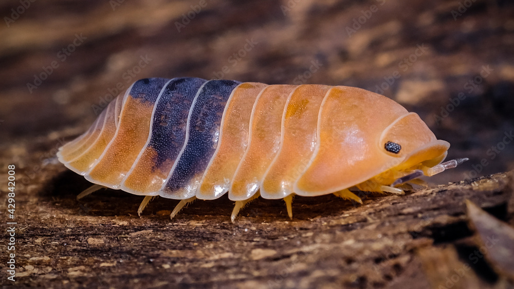 Isopod - Cubaris amber ducky, On the bark in the deep forest, macro shot isopods. Isopod - Cubaris amber ducky, On the bark in the deep forest, macro shot isopods.