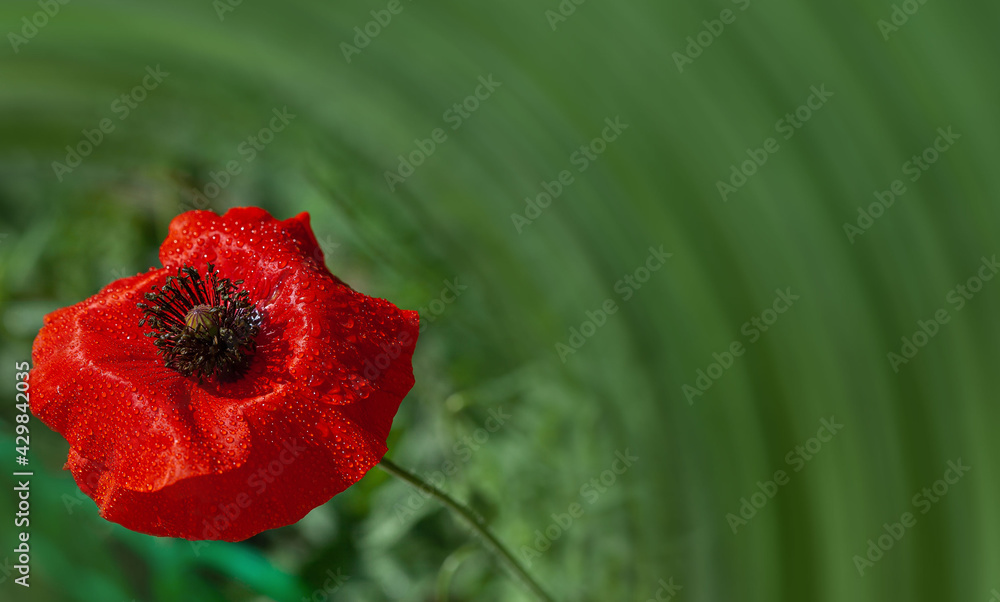 Obraz premium red poppy in drops, poppy flower on a green background, copy space