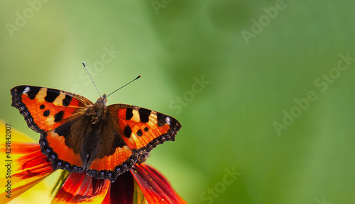 red butterfly on a green background place copy space © Lyubov Furs