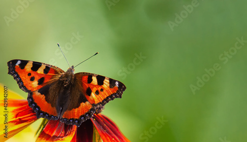 Canvas Print red butterfly on a green background place copy space